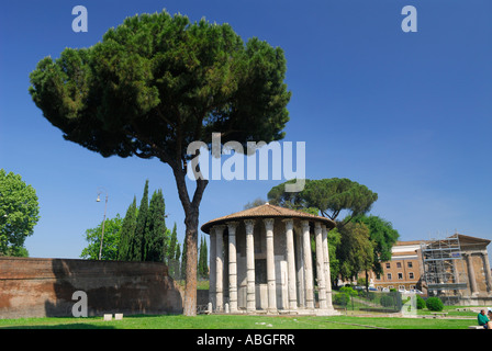 Pine Tree avec d'anciennes ruines de Temple de Hercule à Rome Italie Banque D'Images