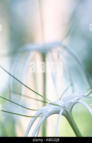 Un Spider Lily ou Hymenocallis occidentalis comme vu dans un jardin. Banque D'Images