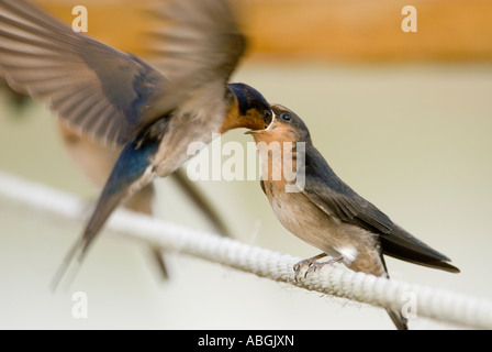 Swallow Hirundo Bienvenue, juvénile et être nourri neoxena Banque D'Images