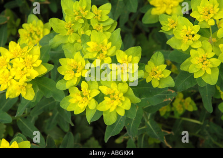 L'euphorbe coussin Euphorbia polychroma Euphorbia epithymoides synonyme Banque D'Images