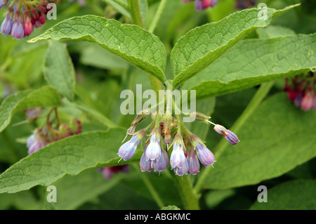 Symphytum x uplandicum consoude de Russie Banque D'Images