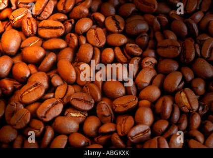 Grains de café Banque D'Images