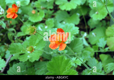 Benoîte Geum coccineum fleur écarlate Banque D'Images