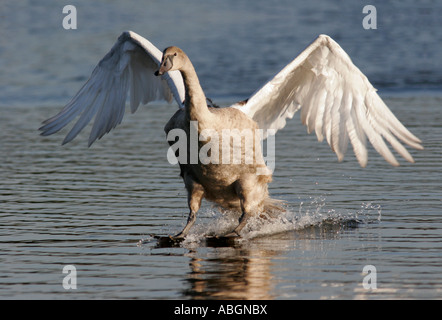 Cygne muet battant Banque D'Images