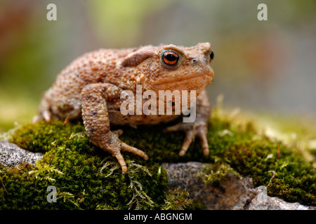 Crapaud commun Banque D'Images