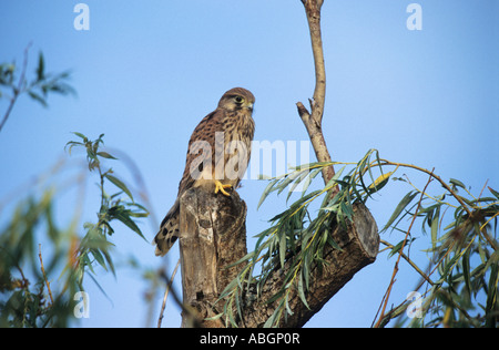 Faucon crécerelle (Falco tinnunculus), les jeunes Kestrel perché sur tronc d'arbre Banque D'Images