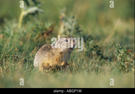 Spermophile européenne, European Suslik, souslik d'Europe (Spermophilus citellus Citellus citellus,). Banque D'Images