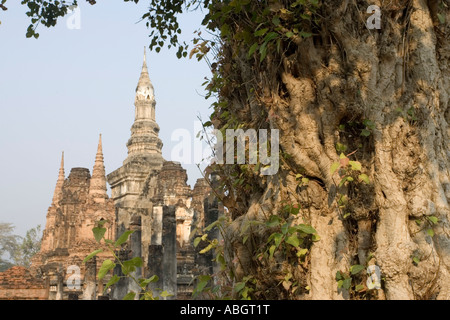 Tronc d'arbre noueux et des temples antiques Thaïlande Sukhothai Banque D'Images