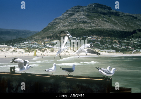 Mouettes chassant les restes de poisson dans le port de Hout Bay à Cape Town en Afrique du Sud Banque D'Images