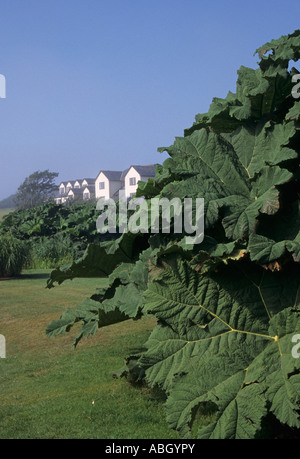 Gunnera manicata Rhubarbe géante dans les jardins de la reine Marie de Cornwall Falmouth, Royaume-Uni Banque D'Images