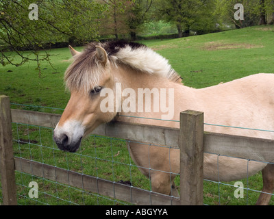 'Norwegian Fjord Horse' avec couche de couleur dun primitive et couper la crinière dans la zone à plus d'une clôture en bois Banque D'Images