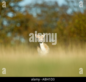 Daims Cervus dama young buck Kent UK Banque D'Images