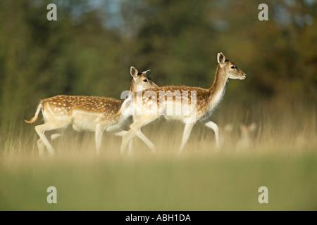 Daims Cervus dama n'Kent UK Banque D'Images