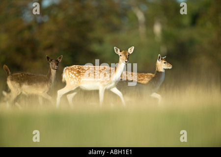 Daims Cervus dama n'Kent UK Banque D'Images