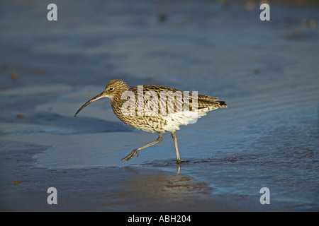 Curlew Numenius arquata se nourrissant sur les vasières de l'hiver britannique Northumberland Lindisfarne Banque D'Images