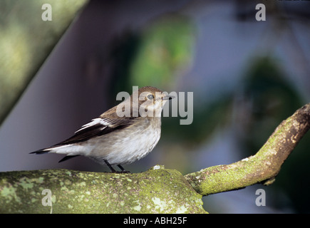 Pied Flycatcher Ficedula hypoleuca en automne (octobre), l'Île Sainte migrants britannique Northumberland Banque D'Images