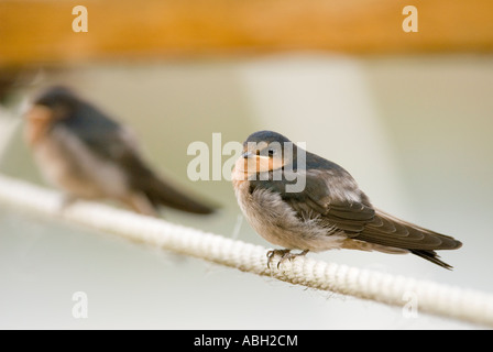 Swallow Hirundo, juvénile bienvenue neoxena Banque D'Images