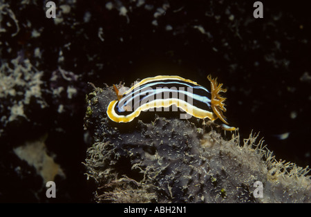 Nudibranche Chromodoris quadricolor Ruppell Pyjama Leuckart 1828 sur un récif en mousse noir Sanganeb Soudan Mer Rouge Océan Indien Banque D'Images