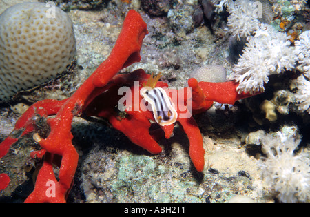 Nudibranche Chromodoris quadricolor Ruppell Pyjama Leuckart 1828 se nourrir sur une éponge rouge Latrunculia magnifica Sanganeb Reef Banque D'Images