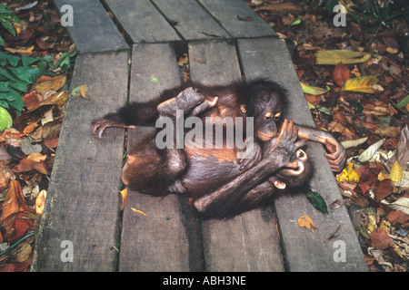 Deux mineurs orangs outans Pongo pygmaeus câlins sur une promenade Sepilok Orang utan Centre de réadaptation Banque D'Images