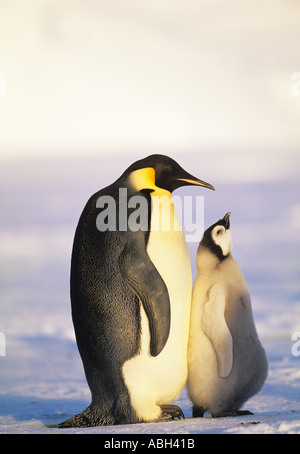 Manchot Empereur Aptenodytes fosteri mer de Weddell, l'Antarctique avec les adultes Banque D'Images