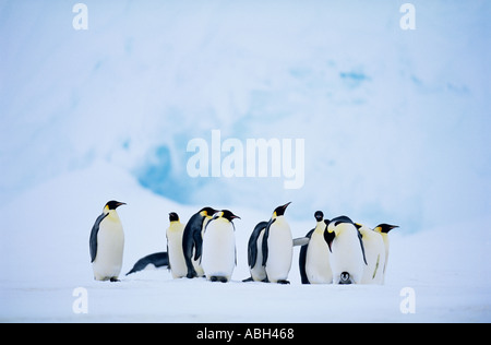 Manchots empereurs Aptenodytes forsteri group antarctique de la mer de Weddell Banque D'Images
