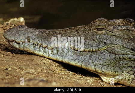 Le crocodile du Nil (Crocodylus niloticus) close up, serra les mâchoires, un œil à moitié ouverte, Kenya Banque D'Images