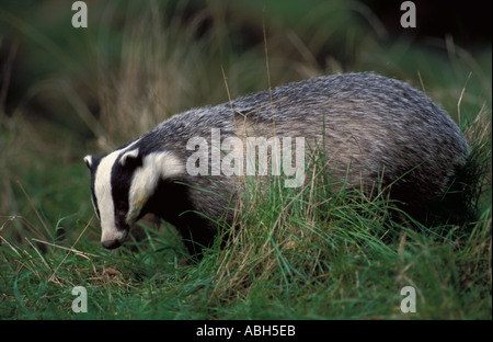 L'inhalation de Badger à l'herbe à la recherche de nourriture Banque D'Images
