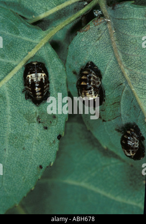 2 Spot Ladybird nymphes on leaf Banque D'Images