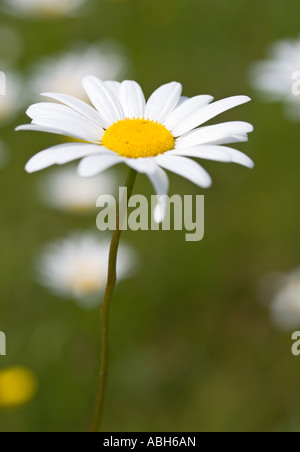 Oeil de Boeuf Marguerite Leucanthemum Close up Banque D'Images