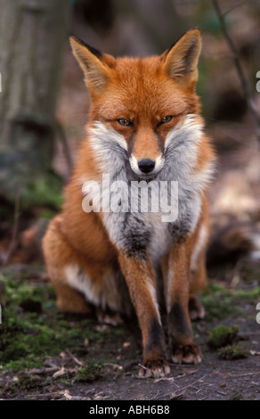 Red Fox Blean Woods Kent Banque D'Images