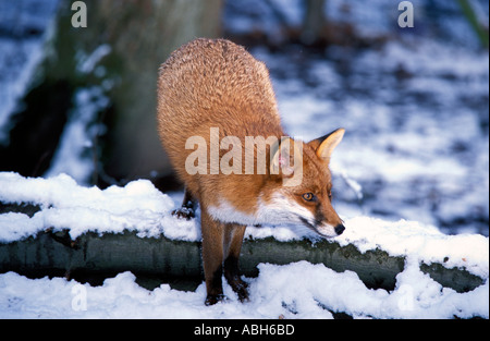 Red Fox Blean Woods Kent dans la neige Banque D'Images