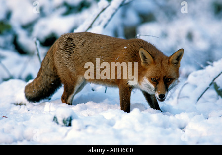 Red Fox Blean Woods Kent dans la neige Banque D'Images