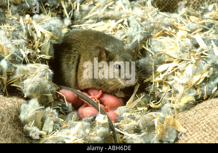 Souris Mus musculus avec de jeunes dans des jardiniers de rempotage Banque D'Images