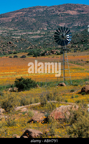 Fleurs de Printemps Août Afrique du Sud Namaqualand Banque D'Images