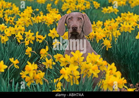 Braque de chien dans les jonquilles Banque D'Images
