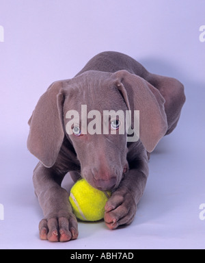 Braque de chien avec Ball Banque D'Images