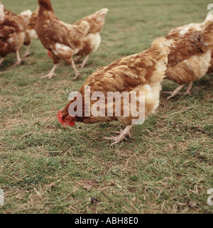 L'alimentation à partir de la poule d'herbe dans une ferme avicole près de Winchester Banque D'Images