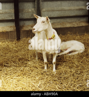 La traite en chèvre Saanen lits de paille face ouverte chambre d'eau à la ferme centre de chèvre ferme Somerset Banque D'Images