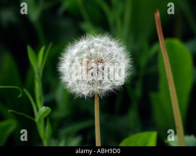 Dandelion seedhead réveil contre le fond vert sombre de feuilles Banque D'Images