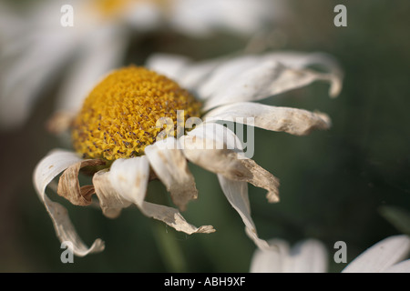 Dead flower chef de Marguerite blanc Banque D'Images