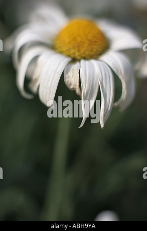 Dead flower chef de Marguerite blanc Banque D'Images