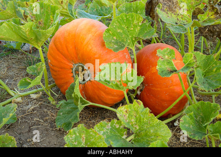 Pumpkins 'Rouge Vif d'Etampes' growing in field, en Californie Banque D'Images