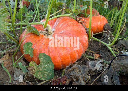 Pumpkins ''Rouge Vif d'Etampes' growing in field - Californie Banque D'Images