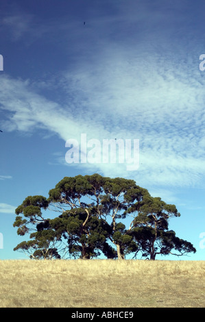 Eucalyptus arbre sur Kangaroo Island Australie du Sud Banque D'Images