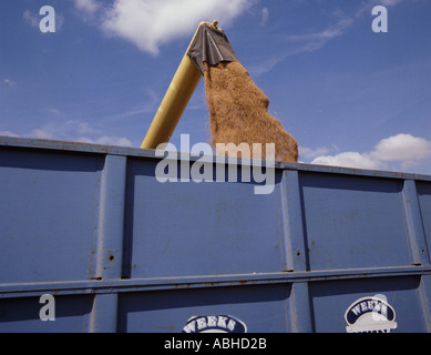 TF42 New Holland moissonneuse-batteuse, l'exercice de grain de blé dans une remorque Banque D'Images