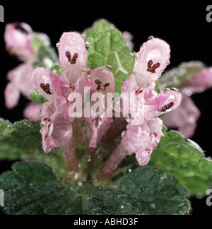 Lamium purpureum lamier rouge fleurs Banque D'Images