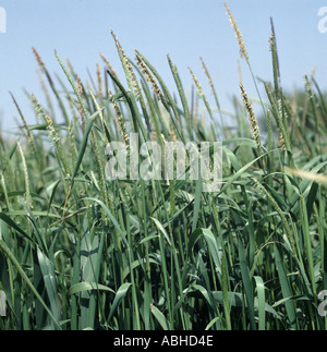 La floraison blackgrass Alopecurus myosuroides plantes dans la récolte de blé à maturité Banque D'Images