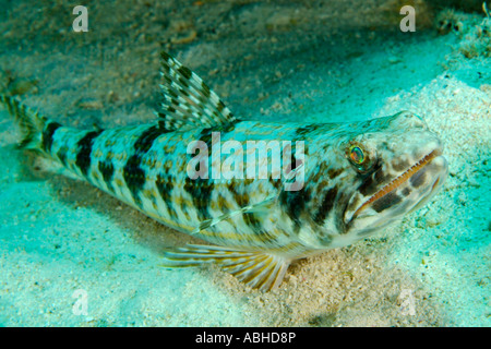 Plongeur poisson lézard sable dans Bonaire Banque D'Images