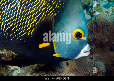 Angelfish français dans Bonaire Banque D'Images